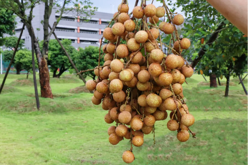 节气里的广检美学|时至大暑 丰收在望2.png