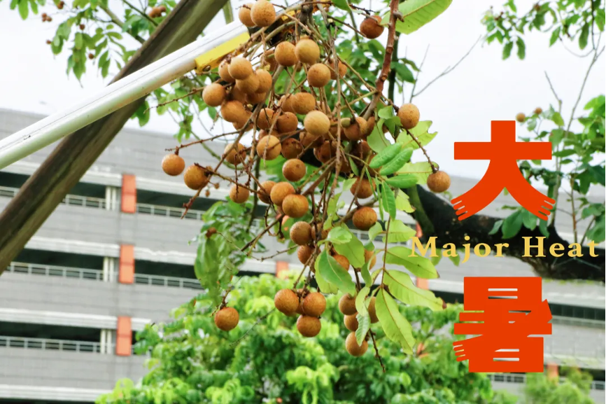 节气里的广检美学|时至大暑 丰收在望1.png