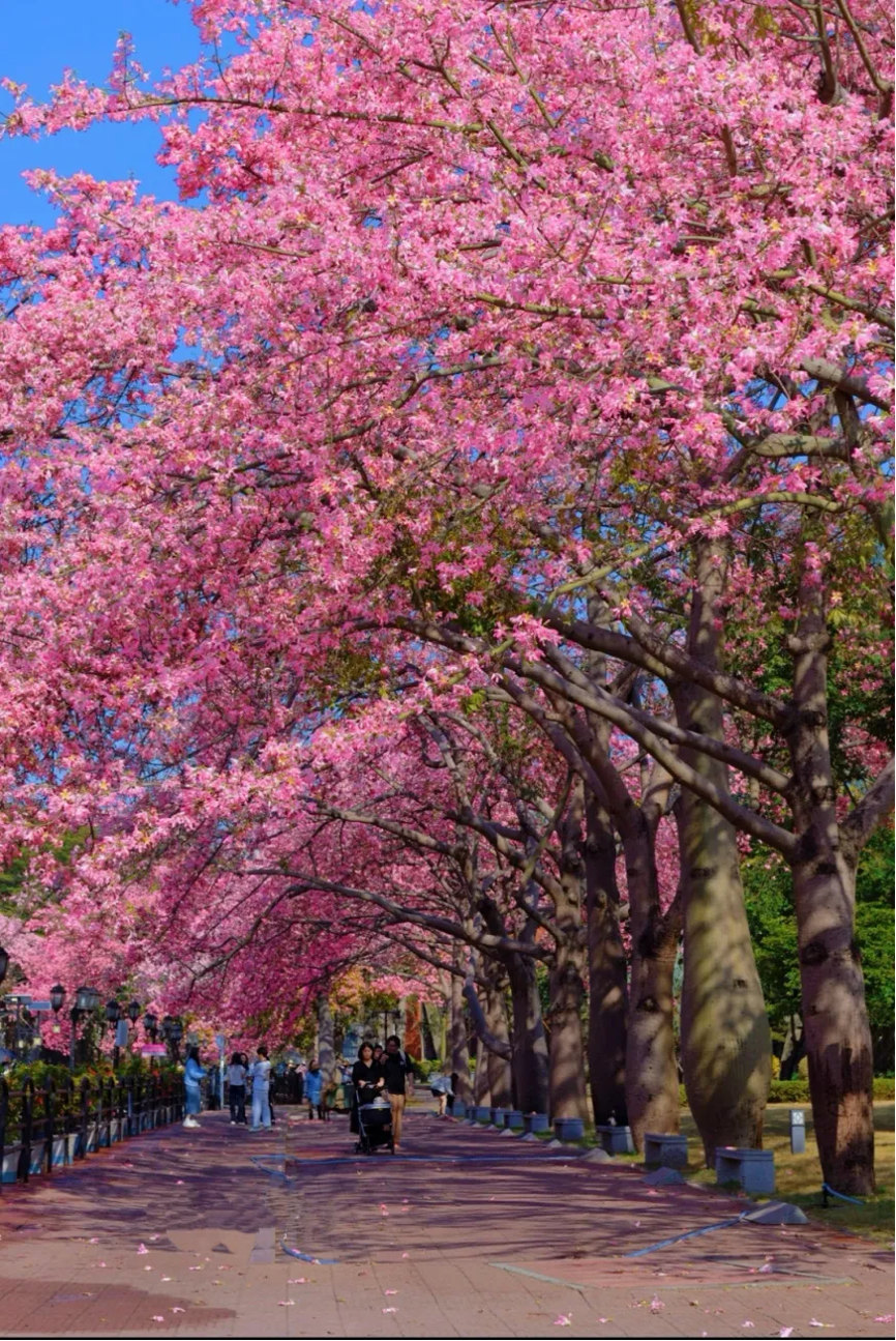 立冬 | 在广州，花见时节，恰是奋进时5.png