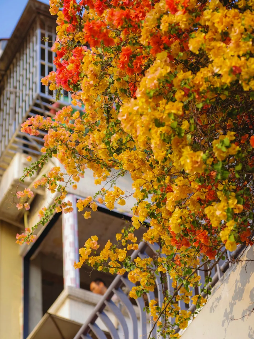 立冬 | 在广州，花见时节，恰是奋进时4.png