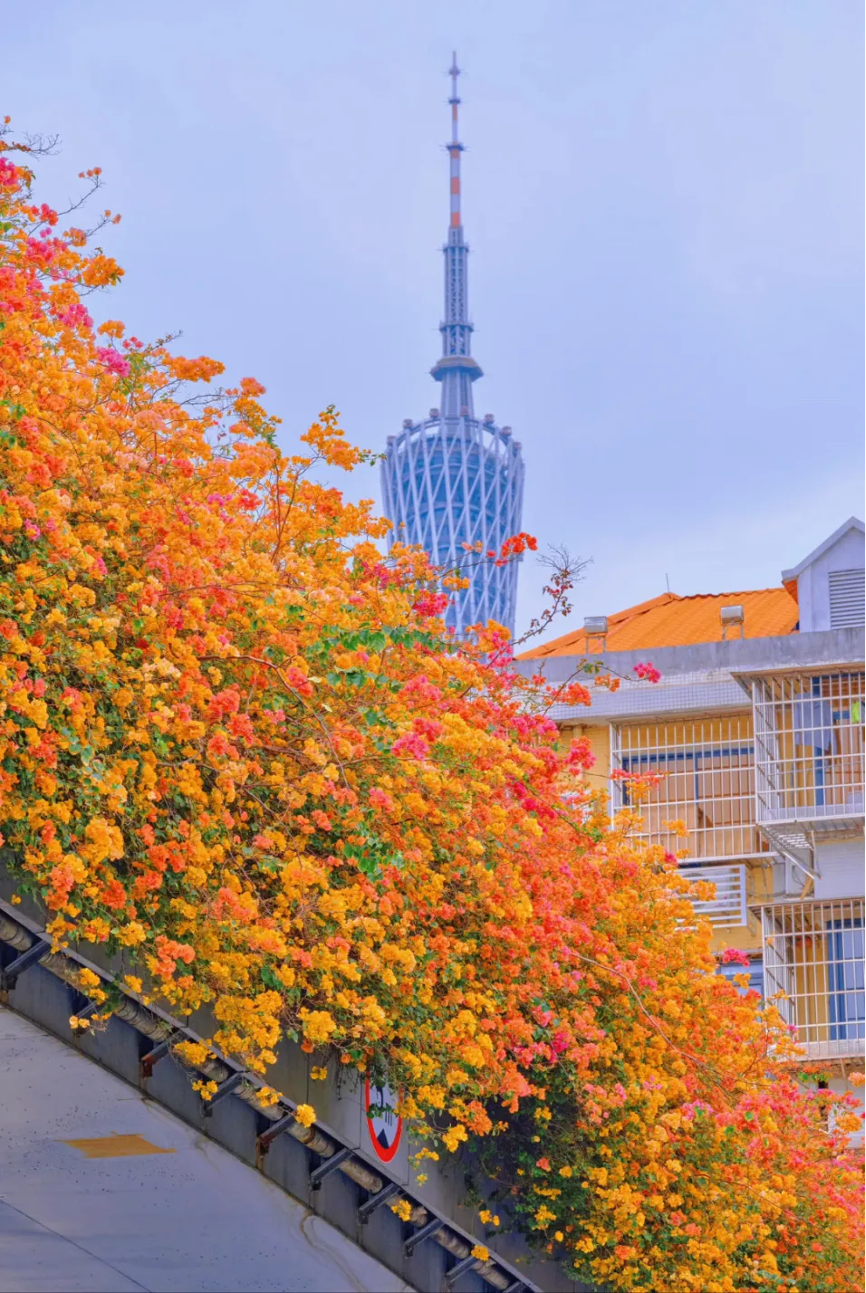 立冬 | 在广州，花见时节，恰是奋进时3.png