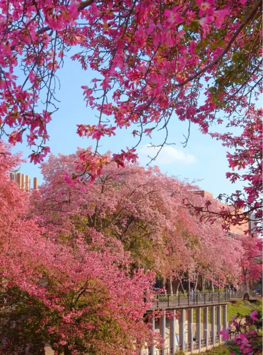 立冬 | 在广州,花见时节,恰是奋进时6.png 立冬 | 在广州,花见时节,恰是奋进时6.png